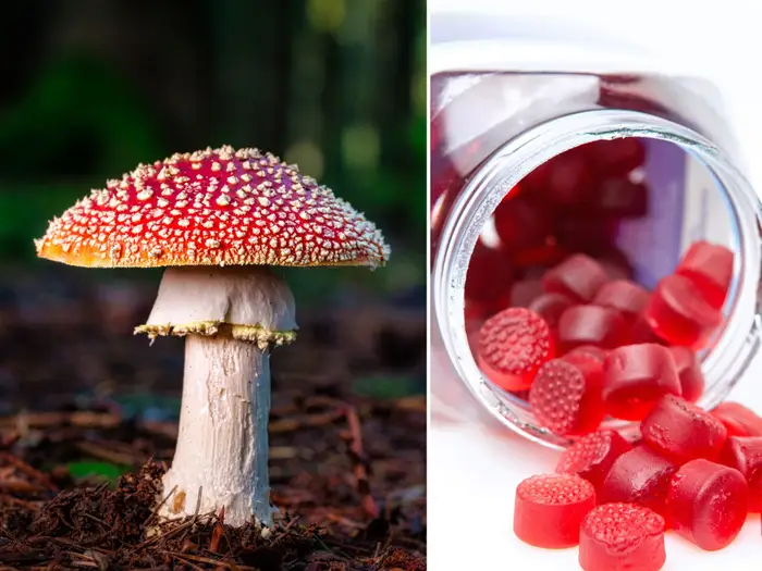 Exhale Wellness Mushroom Gummies- We Got What You Need