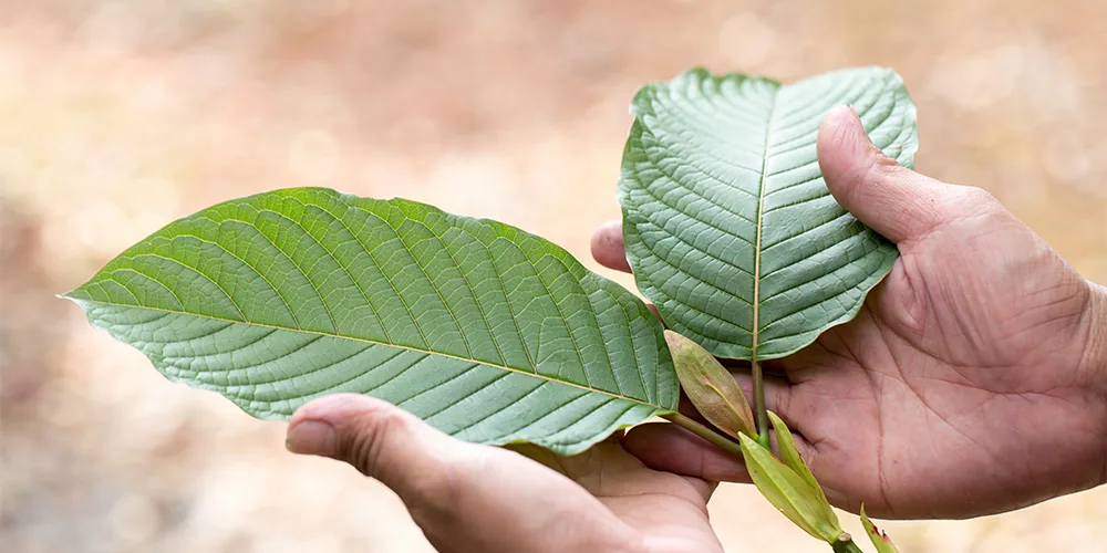 How can you tell if kratom is high quality when buying online?