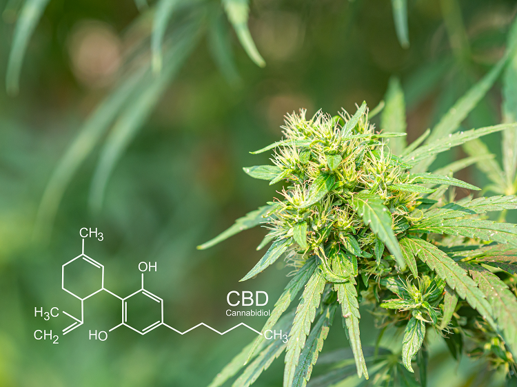 Exploring the Wellness Benefits of ExhaleWell CBD Flower