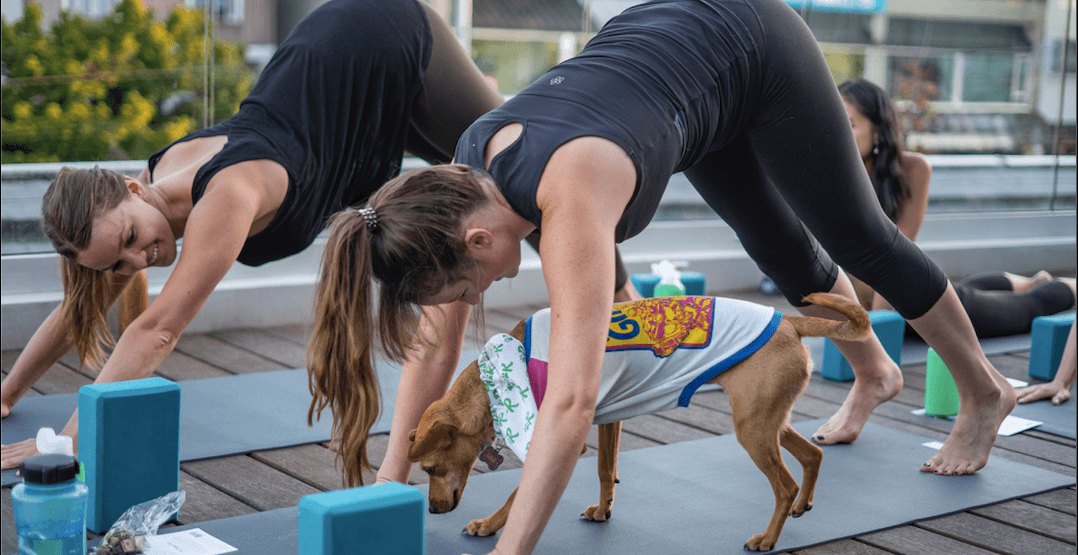 Embrace Stillness with Puppy Yoga