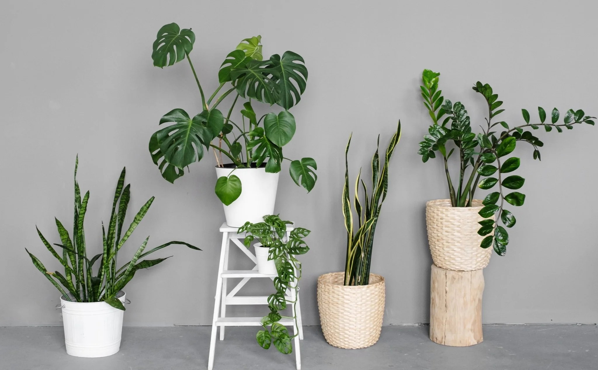 Green and Safe: Pet-Friendly Indoor Plants for Your Home