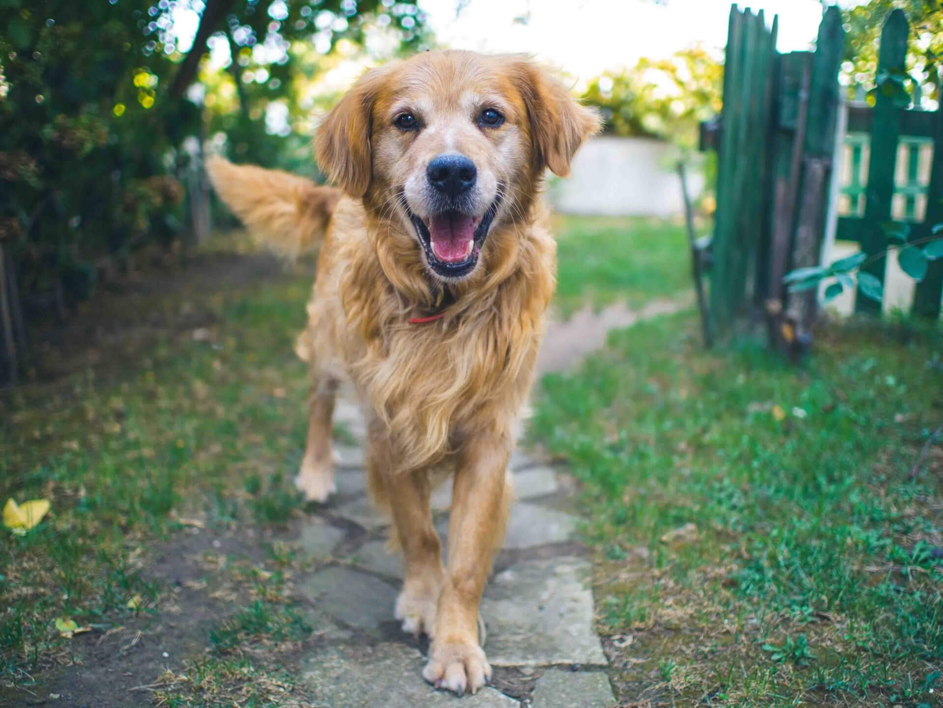 innovet cbd oil for dogs