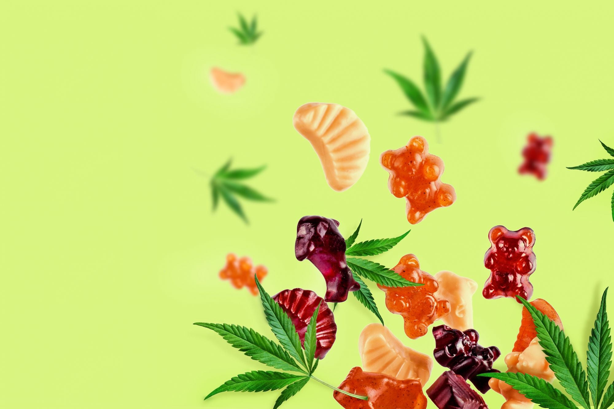 Ingredient Profiles Distinguish THC Gummies for Euphoria Across Today’s Expanding Market
