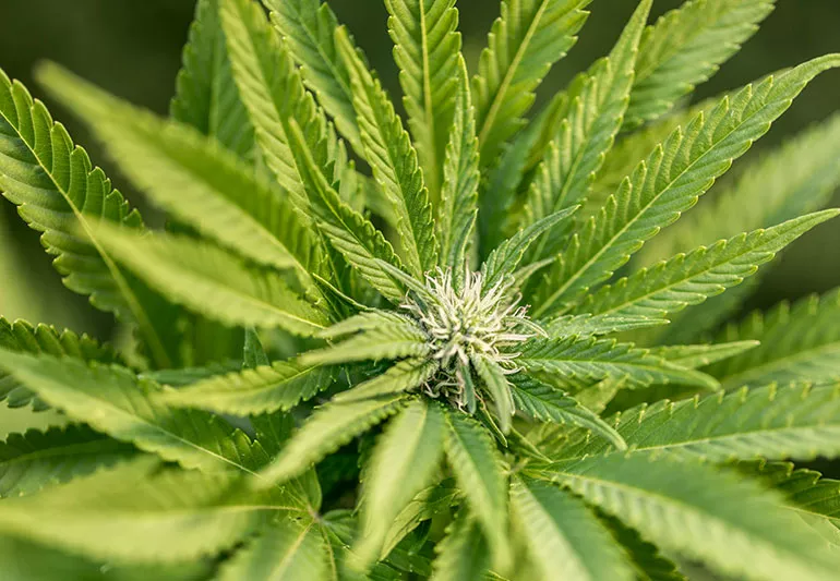 Overwhelmed By Hemp Choices? Trusted Delta 8 Flower Simplifies Decisions